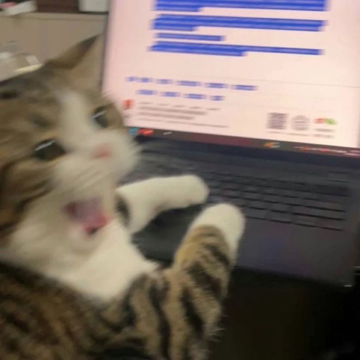 Cute Cat